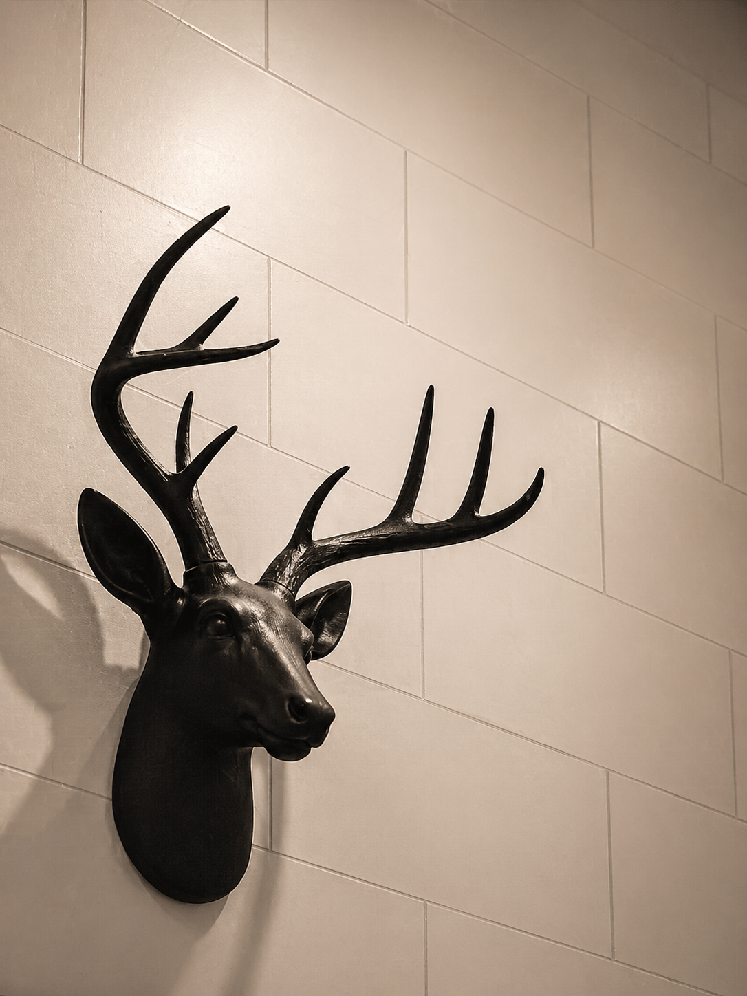 Mounted stag head against a white wall